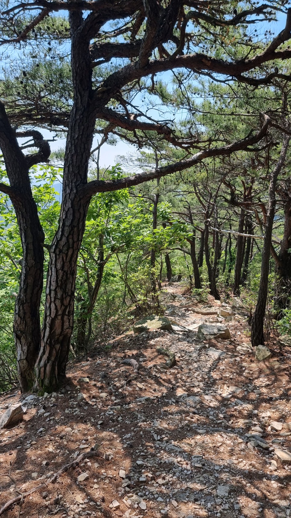 대운산 등산, 제3공용주차장 원점회귀 코스 산행 (내원암 ~ 제2봉 ~ 대운산 ~ 울산수목원)