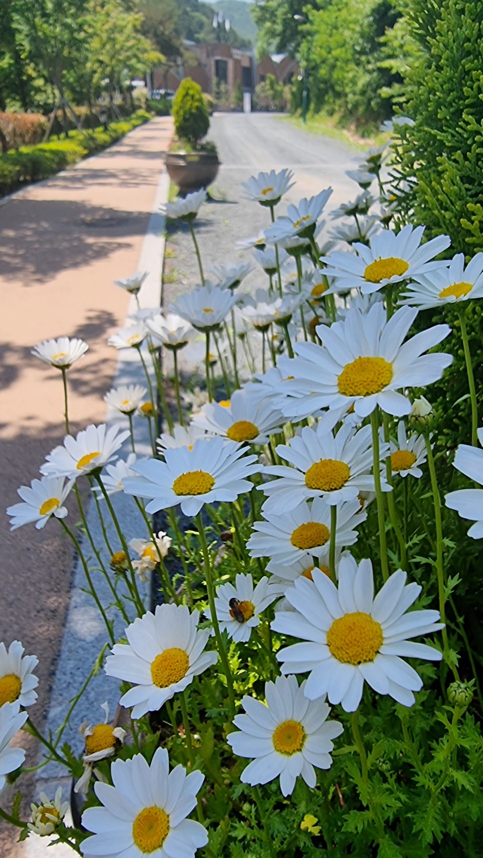 대운산 등산, 제3공용주차장 원점회귀 코스 산행 (내원암 ~ 제2봉 ~ 대운산 ~ 울산수목원)