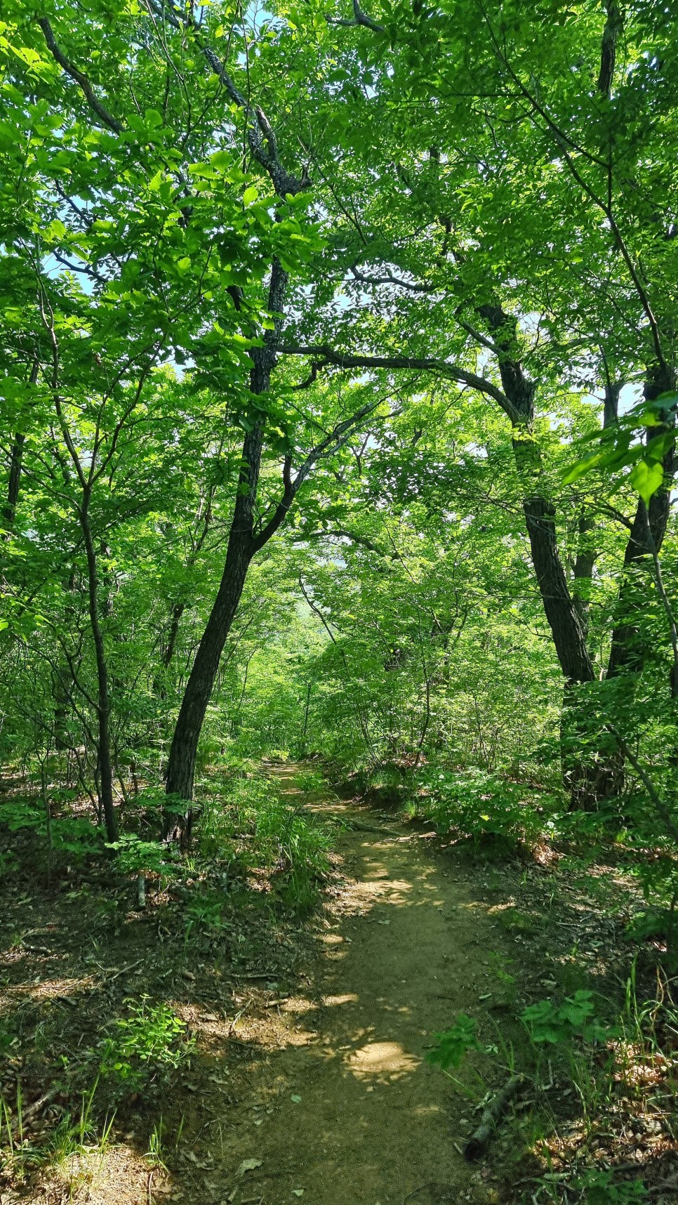 대운산 등산, 제3공용주차장 원점회귀 코스 산행 (내원암 ~ 제2봉 ~ 대운산 ~ 울산수목원)