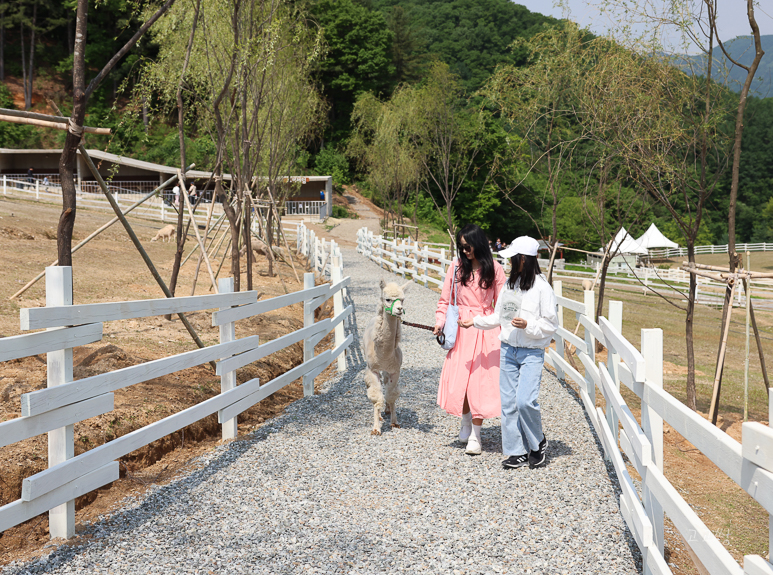 서울근교 갈만한곳 가평 양떼목장 동물들 카페 데이트