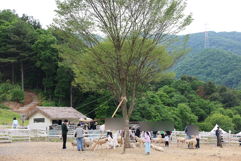 서울근교 갈만한곳 가평 양떼목장 동물들 카페 데이트