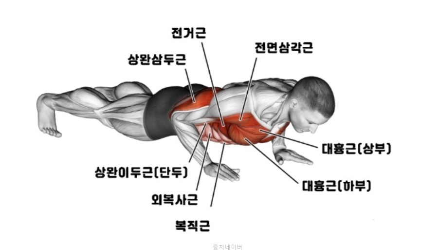 여자 푸쉬업 자세 효과 가슴 모으는 운동 팔근육 키우는법 푸시업 종류