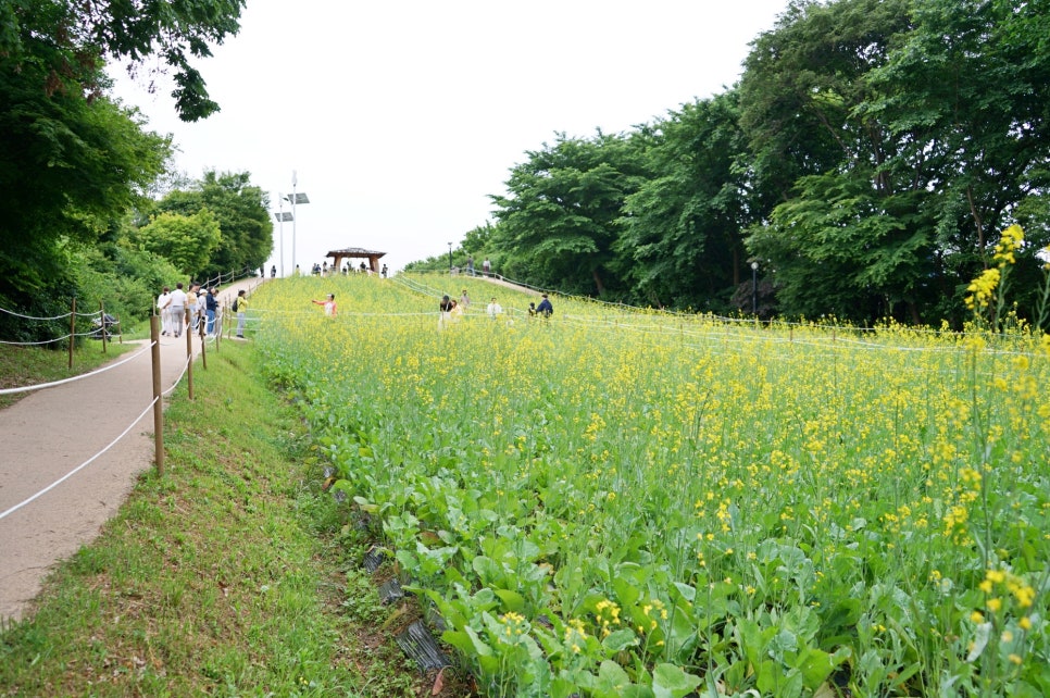 서울 장미공원 올림픽공원 장미축제 기간 장미광장 꽃구경
