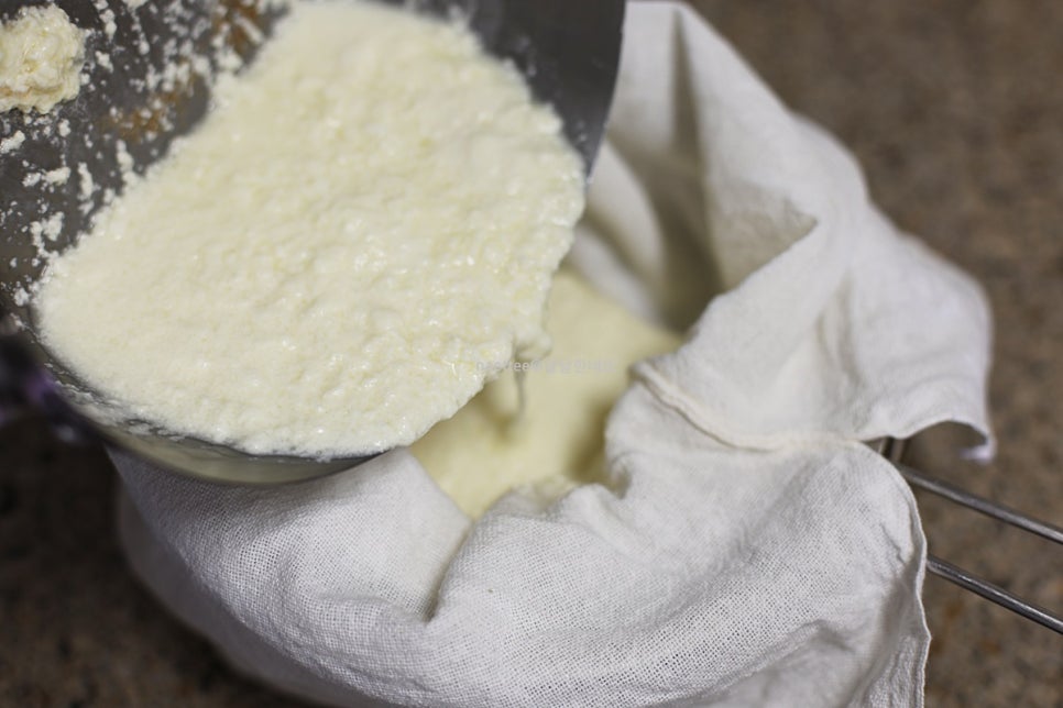 리코타치즈 만들기 우유로 치즈 만들기