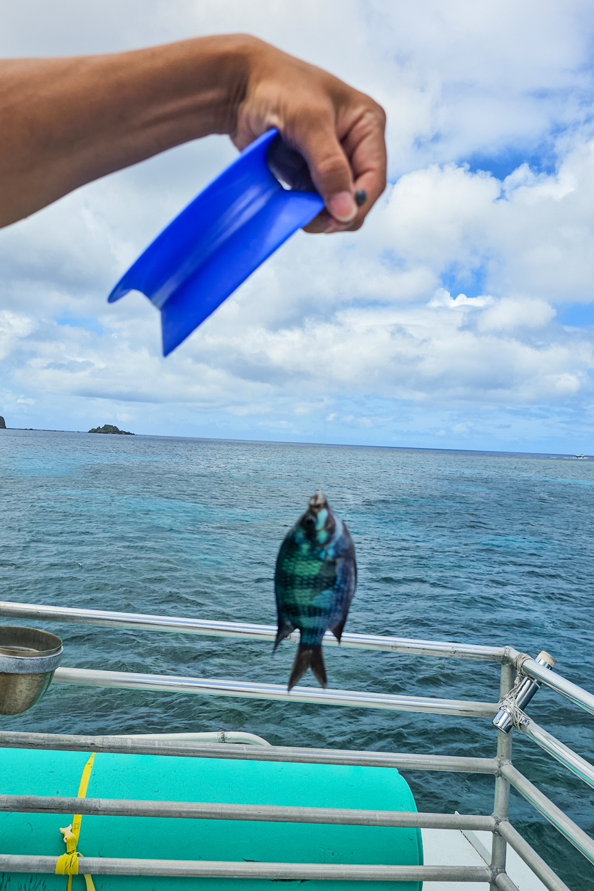 괌 돌핀크루즈 복장 준비물 가격 업체 투어 예약 후기