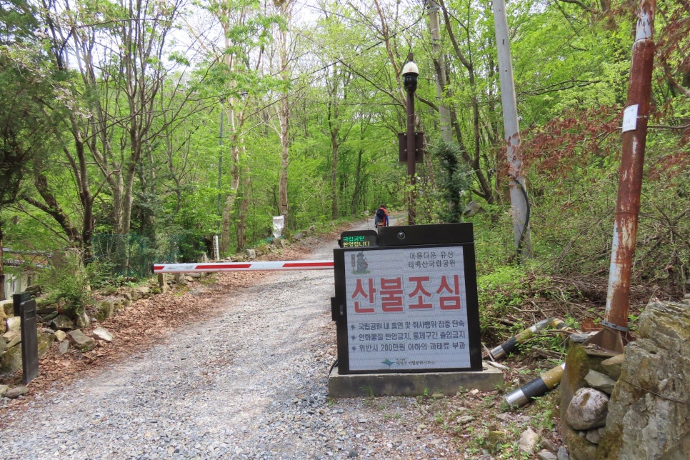 [태백산국립공원] 유일사탐방로에서 꽃과 함께 힐링 탐방을...