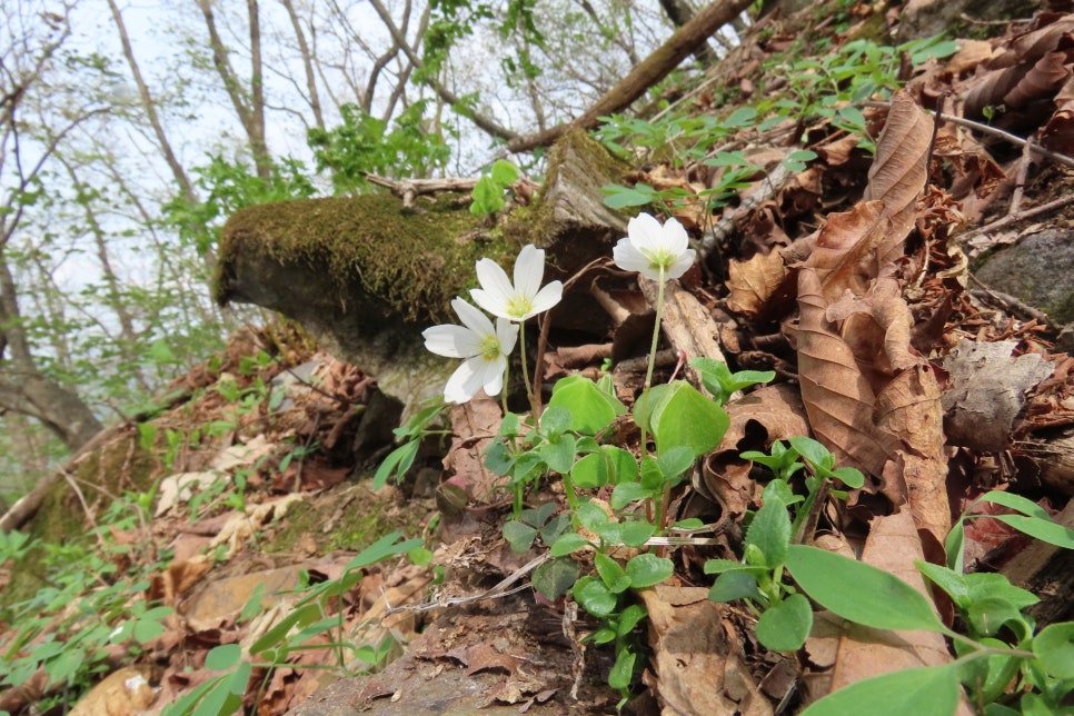[태백산국립공원] 유일사탐방로에서 꽃과 함께 힐링 탐방을...