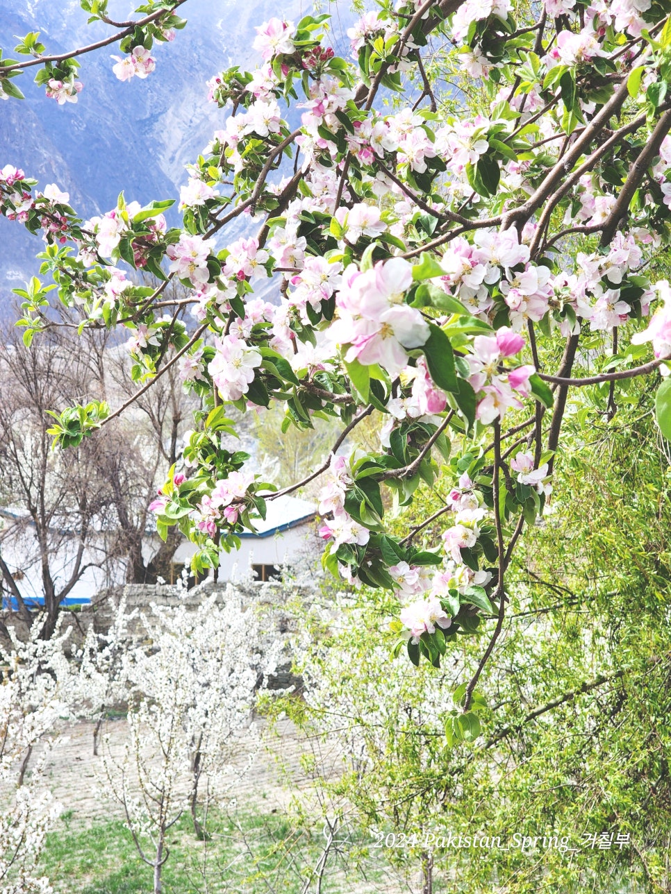 [파키스탄 살구꽃 여행-4] 봄의 미나핀(라카포시 뷰포인트-굴밋날라-미나핀) 2024.04.08-05.07(30)
