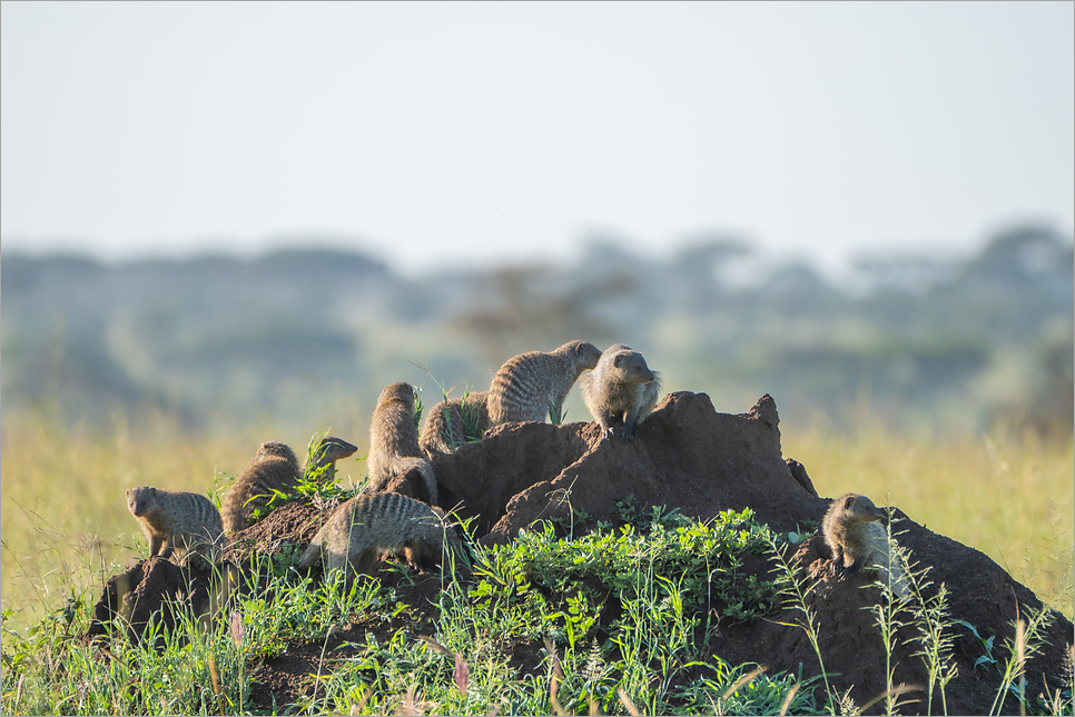 아프리칸 사파리, 여행의 끝판왕 탄자니아 세렝게티 투어