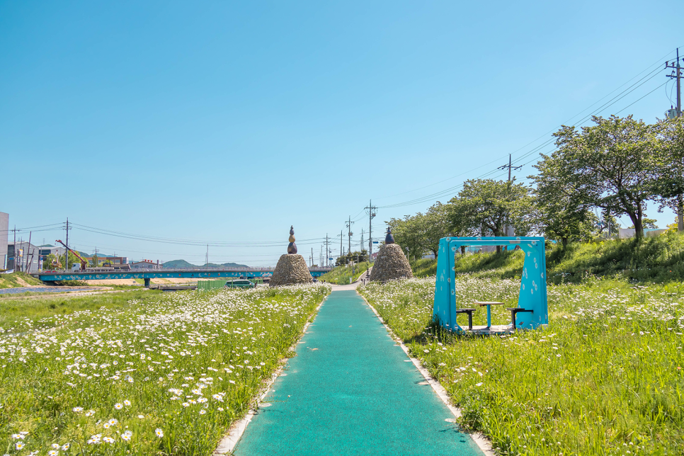 서울근교 꽃구경  충남 서산 여행 용장천 샤스타데이지