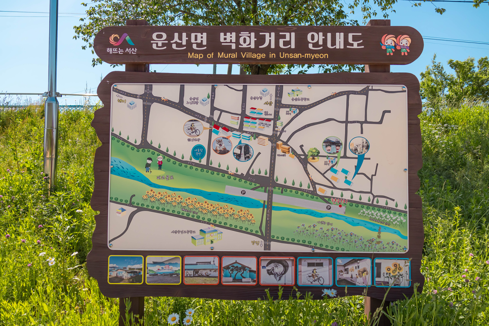 서울근교 꽃구경  충남 서산 여행 용장천 샤스타데이지