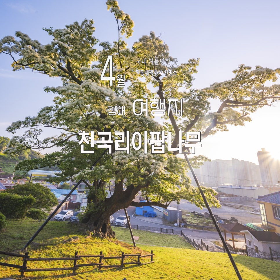 김해 가볼 만한 곳 천곡리 이팝나무 아침 풍경