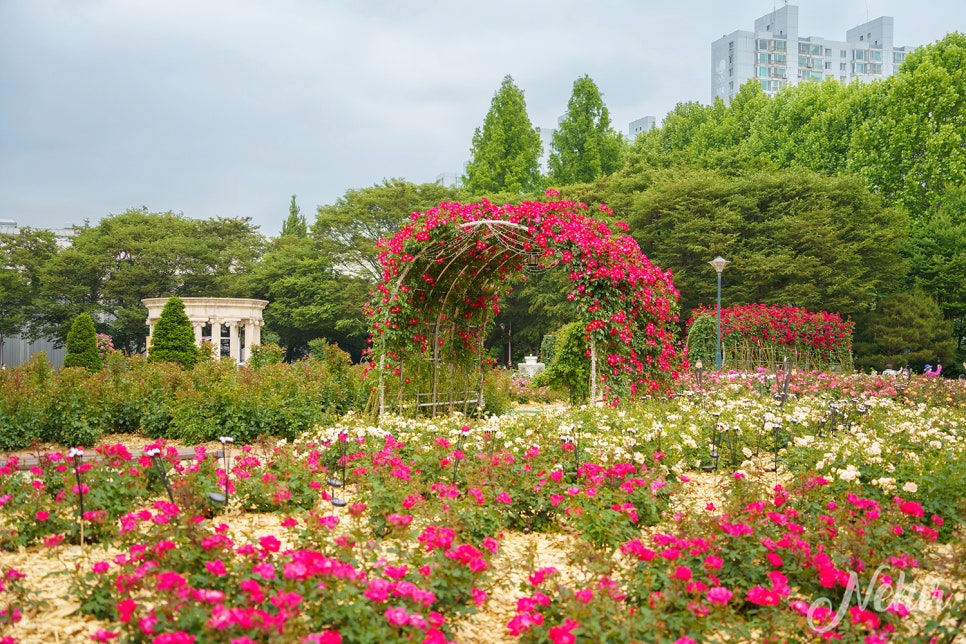 서울 올림픽공원 장미광장 장미축제 들꽃마루