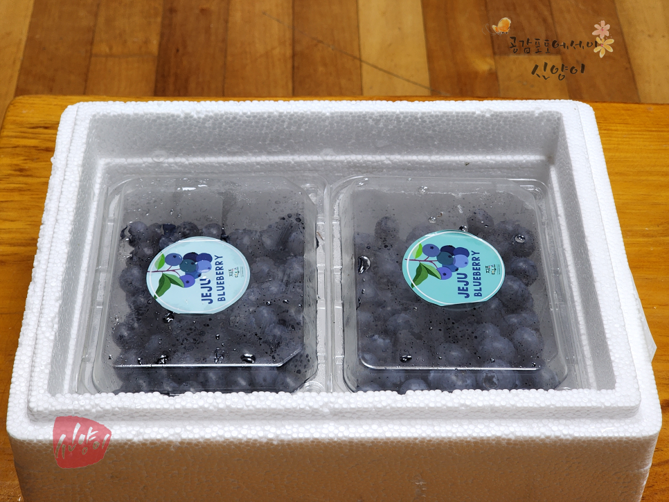 제주특산품 제주 블루베리 농장 1kg