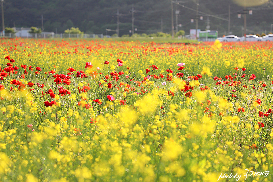 하동 북천 양귀비축제 경남 하동 가볼만한곳 꽃구경