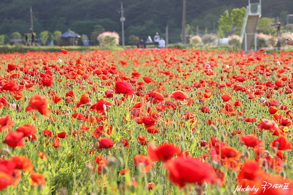 하동 북천 양귀비축제 경남 하동 가볼만한곳 꽃구경