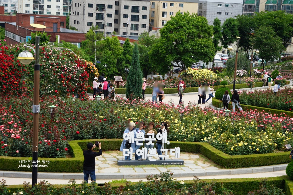 부천 가볼만한곳 백만송이장미원 장미축제 꽃구경 데이트코스