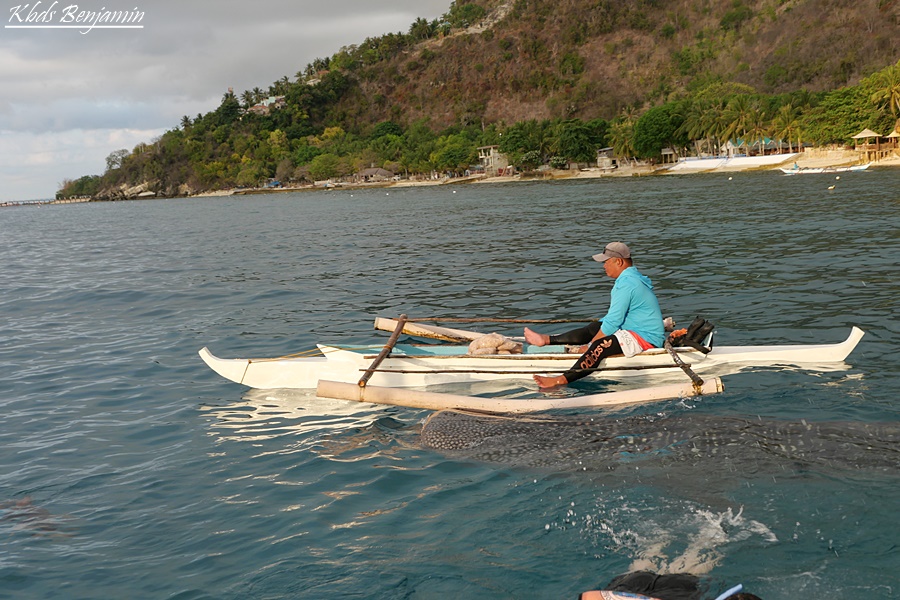 필리핀 3박 5일 세부 여행 추천 모알보알 세부 오슬롭 고래상어 투어