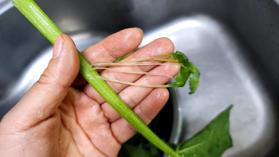 백종원 참치쌈장 만들기 강된장찌개 호박잎쌈 참치강된장 만드는법 호박잎찌기