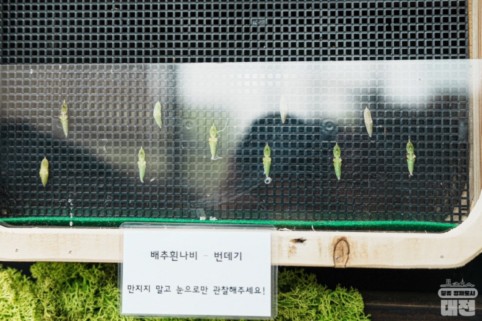 2024 대전곤충생태관_나비 특별 기획전