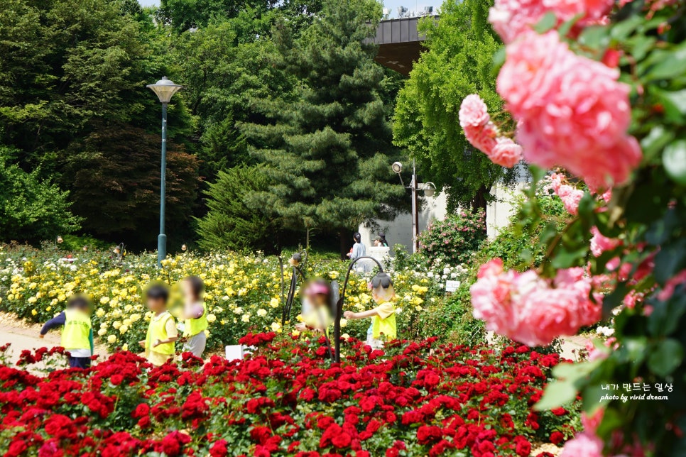 서울 올림픽공원 5월 꽃구경 들꽃마루 유채꽃 양귀비 장미광장 장미축제