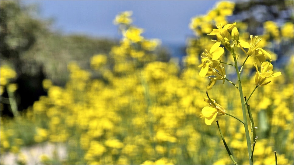 전북 여행 변산반도 가볼만한곳 부안 적벽강 수성당에 활짝 핀 부안 유채꽃!