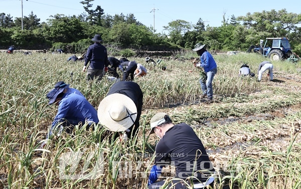 (현장포커스)"서툴지만 농가에 힘이 된다면..제주시, 땡볕에 마늘 수확 일손돕기 '땀뻘뻘'"
