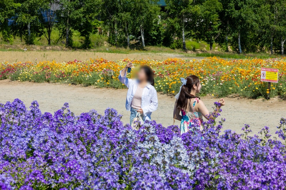 삿포로 항공권 가격 일본 삿포로 여름 여행 날씨 가볼만한곳 총정리