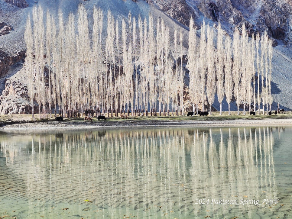 [파키스탄 살구꽃 여행-13] 이토록 아름다운 판다르 밸리(구피스-판다르 밸리) 2024.04.08-05.07(30)