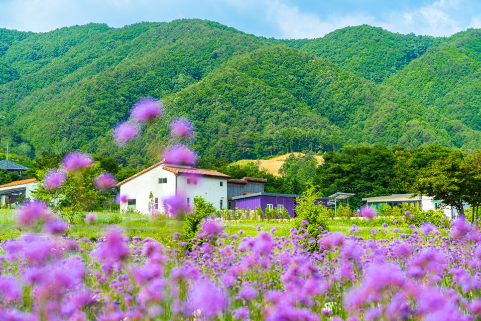 6월 꽃구경, 여름 여행으로 가볼 만한 전국 라벤더 명소 추천