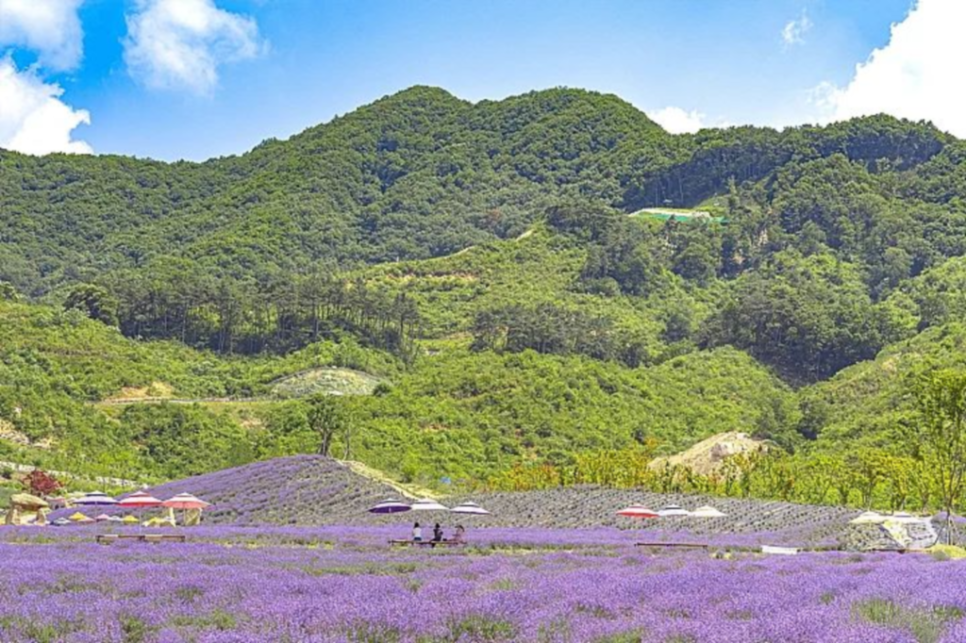 6월 꽃구경, 여름 여행으로 가볼 만한 전국 라벤더 명소 추천