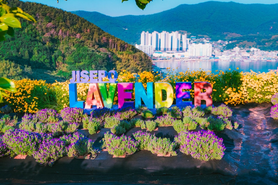 6월 꽃구경, 여름 여행으로 가볼 만한 전국 라벤더 명소 추천