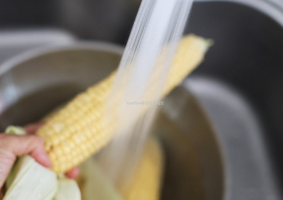초당옥수수 찌기 제철 초당옥수수 찜기 찌는법 보관