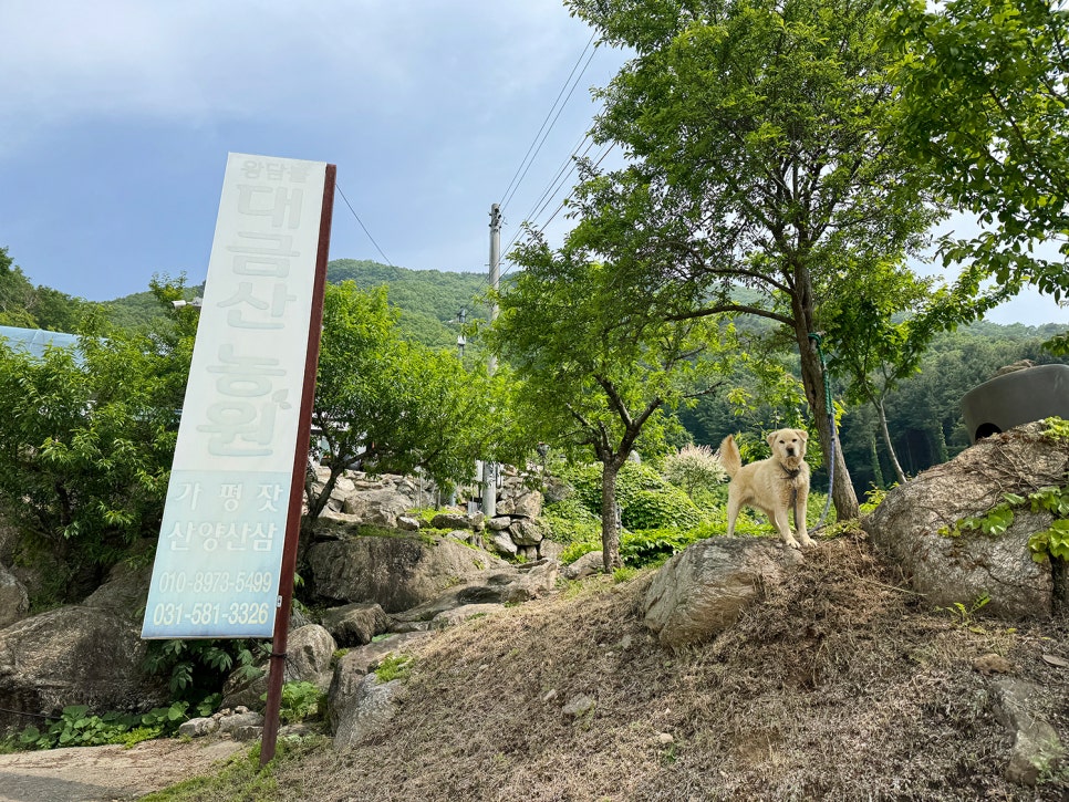 [232] 가평 대금산, 두밀리 원점회귀 코스