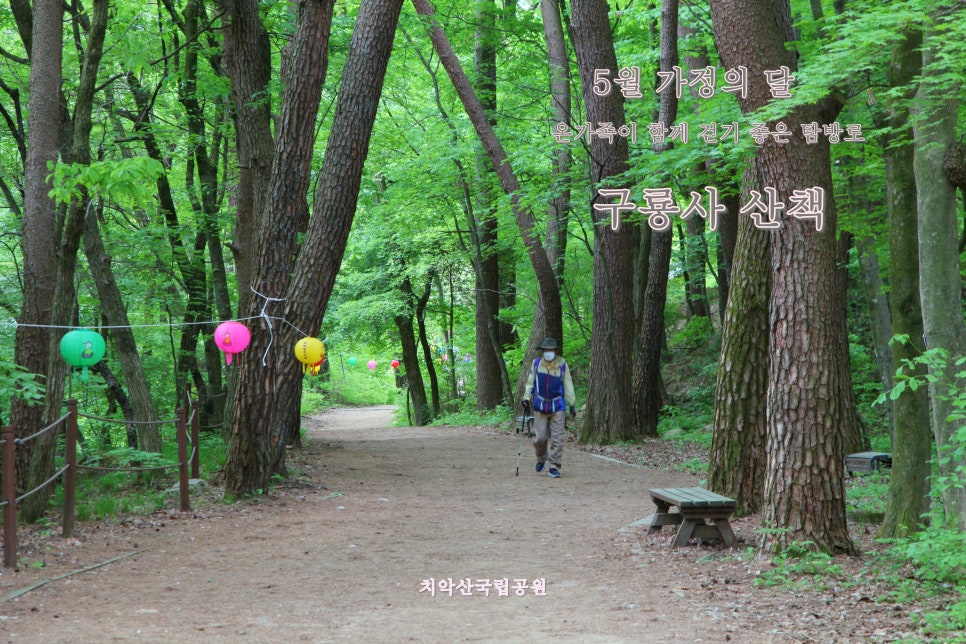 [치악산국립공원] 5월 가정의 달 온 가족이 산책하기 좋은 탐방로 치악산 구룡사 숲길 산책