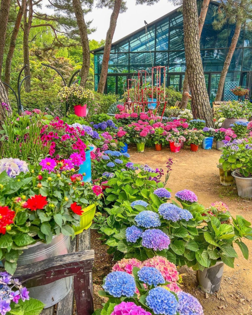 서울 근교 가볼 만한 곳, 6월 꽃나들이로 가기 좋은 경기도 수국 명소 4