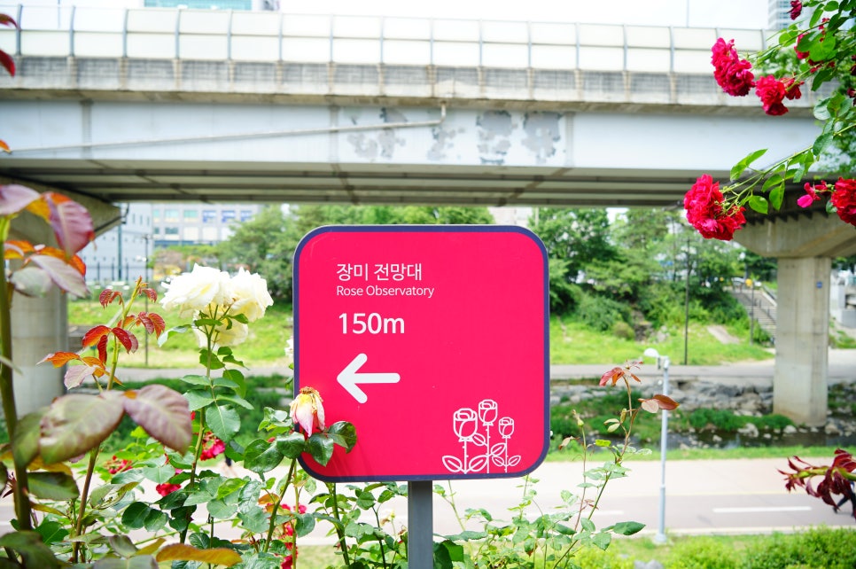 5월 서울 축제 중랑 장미공원 중랑천 장미축제 가는길 꽃구경