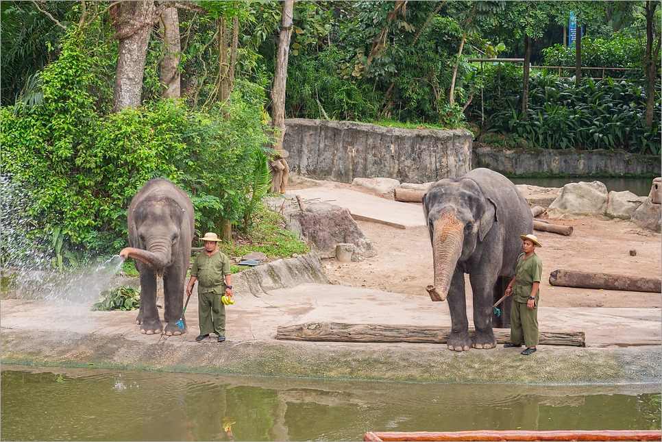 싱가포르 동물원 입장권 먹이주기 시간 해외 가족여행