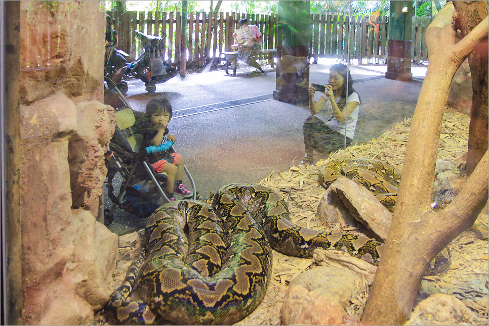 싱가포르 동물원 입장권 먹이주기 시간 해외 가족여행
