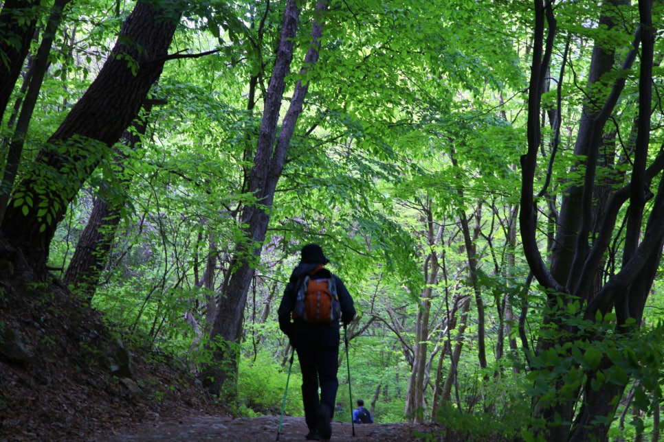 [치악산국립공원] 5월 가정의 달 온 가족이 산책하기 좋은 탐방로 치악산 구룡사 숲길 산책