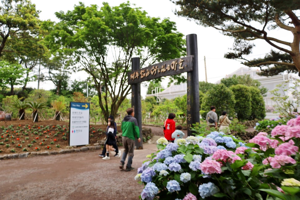 6월 제주도 가볼만한곳 제주도 수국축제 제주 휴애리 수국축제