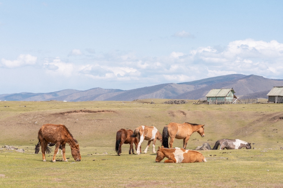 몽골 여행 경비 준비물 동행 게르 음식 총정리 : 오다투어