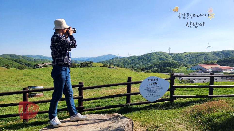 평창여행 대관령 삼양목장 셔틀버스 나만의 삼양라운드힐 양몰이 할인