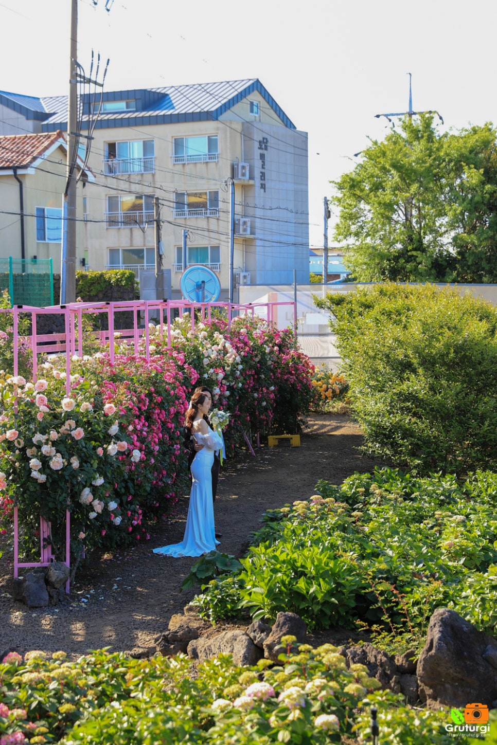 사진 찍기 좋은곳 제주 조천 카페 제주 북촌에가면 장미터널