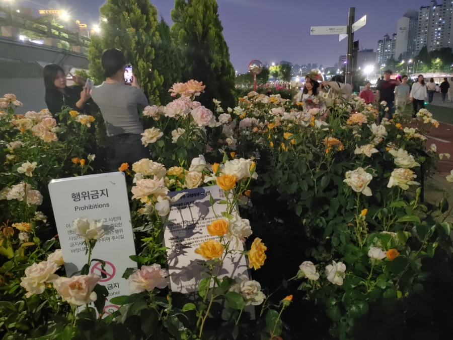 [2024 서울장미축제] 중랑장미공원 밤 산책. 낮과 다른 색을 보여주는 장미들