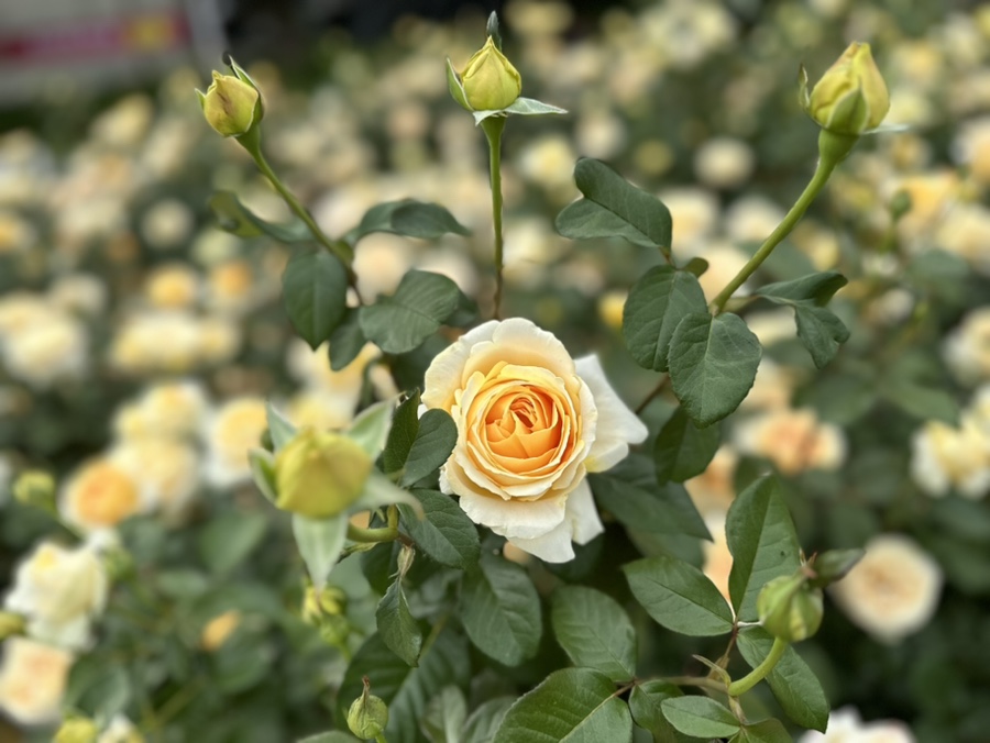 올림픽공원 장미광장 Rose Hour Festa 6월6일까지 꽃양귀비 들꿏마루