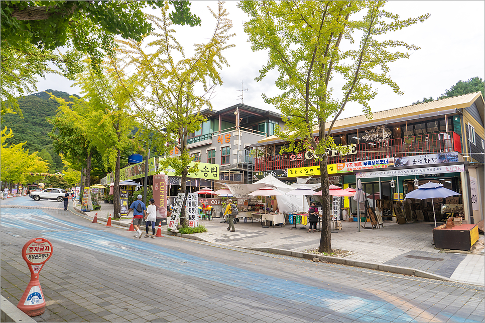 양평 용문사 은행나무, 서울 근교 절 당일치기 여행 갈만한곳