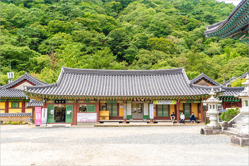 양평 용문사 은행나무, 서울 근교 절 당일치기 여행 갈만한곳