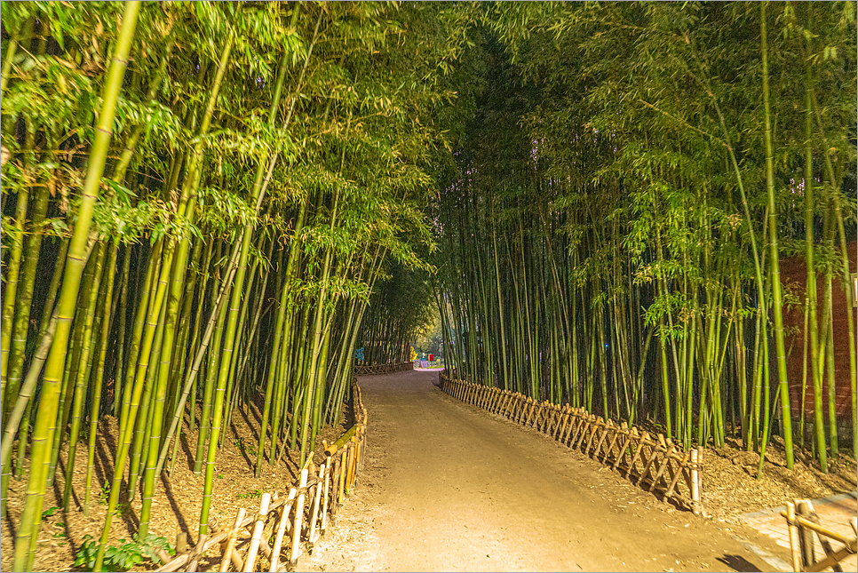 울산 태화강 국가정원, 십리대숲 우리가 모르는 울산명소