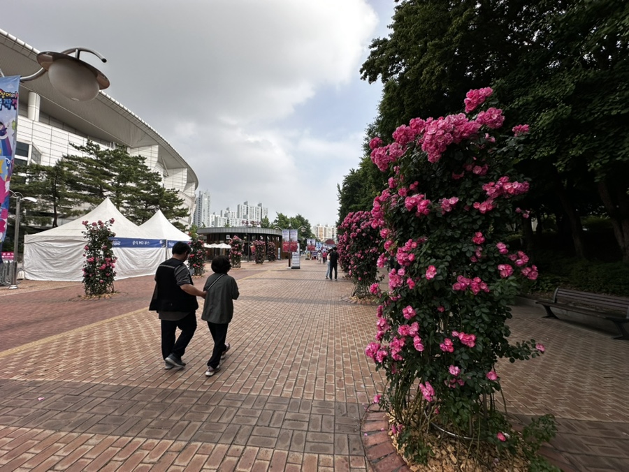 올림픽공원 장미광장 Rose Hour Festa 6월6일까지 꽃양귀비 들꿏마루